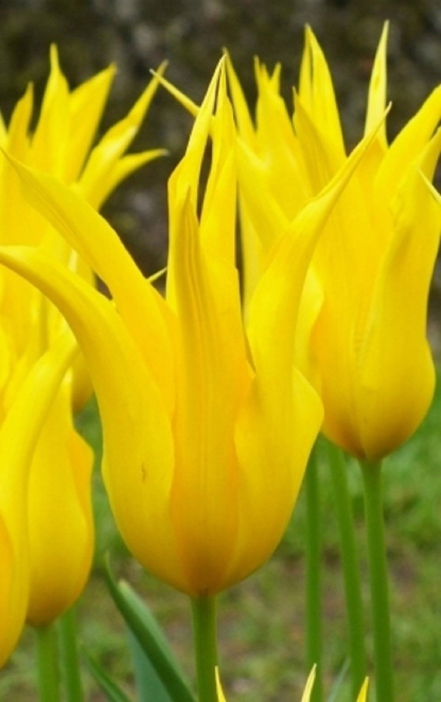 Тюльпан лилиецветный перпл Дрим