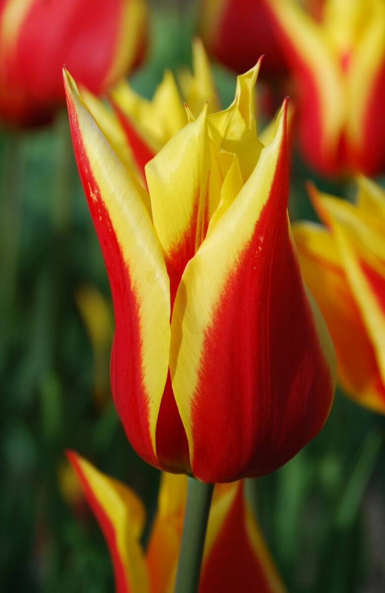 Лилиецветные