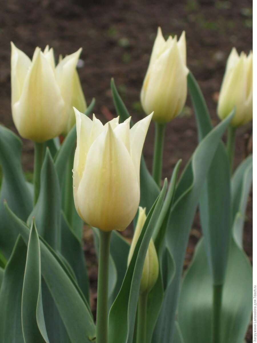 Тюльпан сорт Вест Пойнт