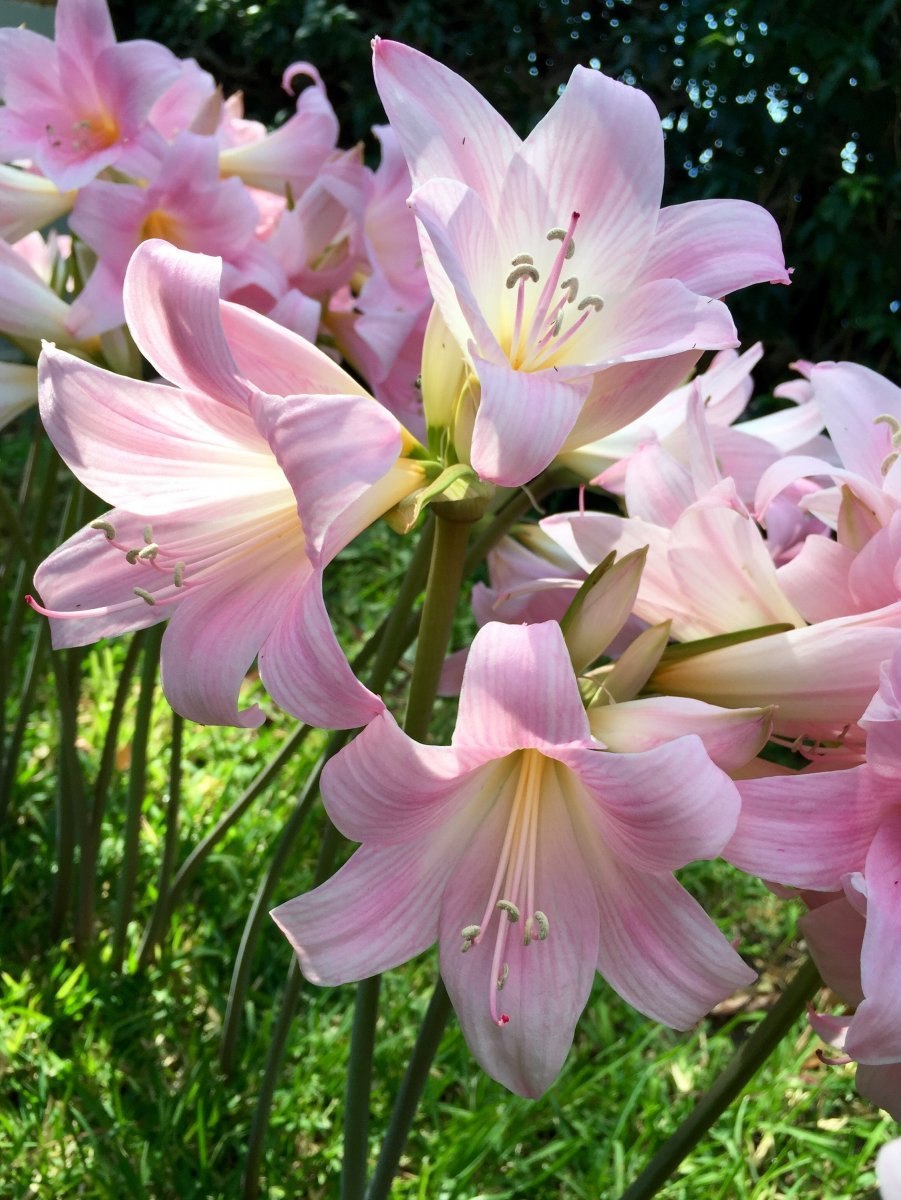 Амариллис белладонна садовый