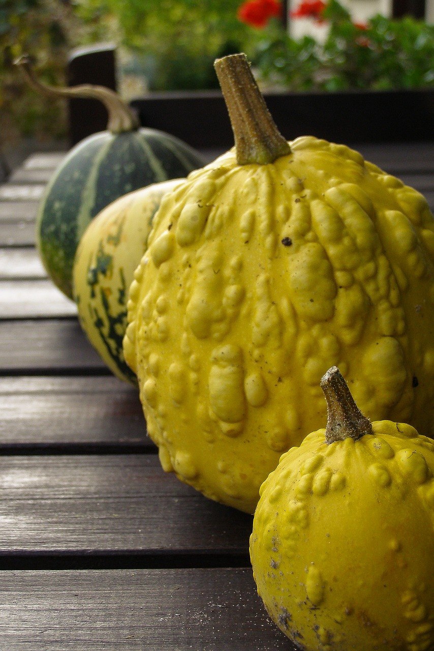 Тыква обыкновенная — Cucurbita Pepo l.