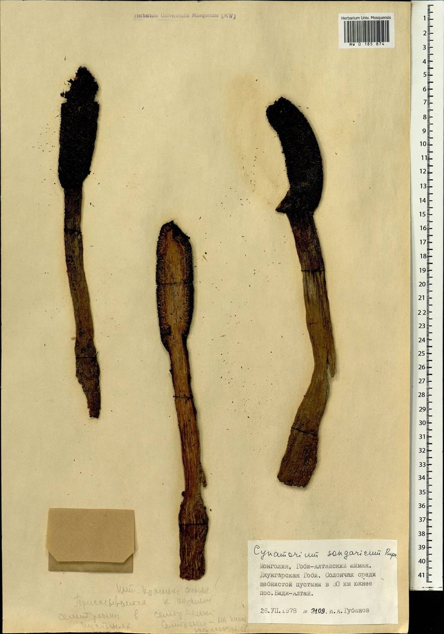 Мальтийский гриб