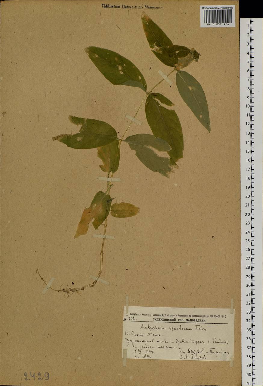 Растения реки Унжи