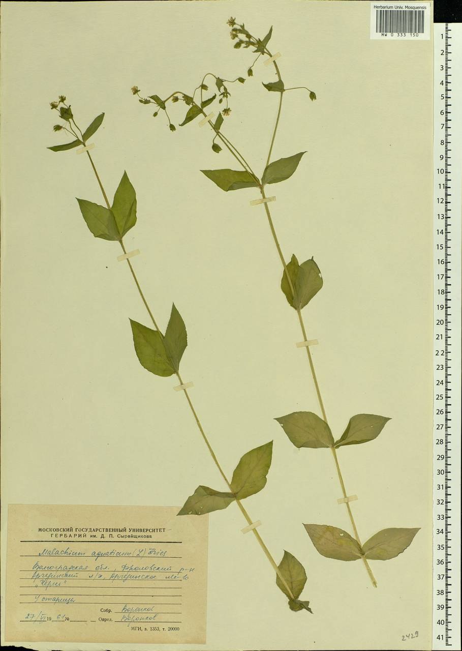 Звездчатка Дубравная