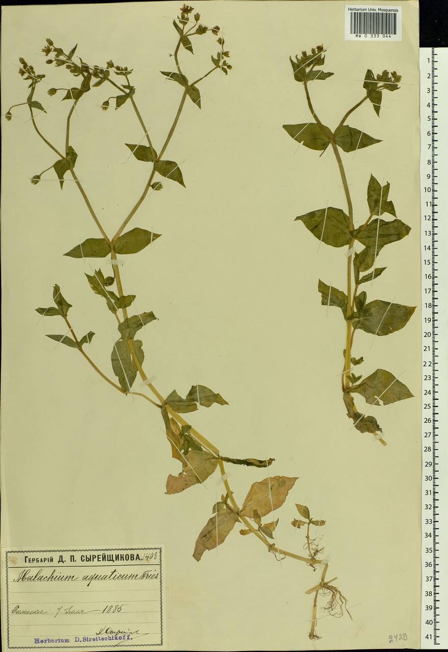 Мягковолосник Водный