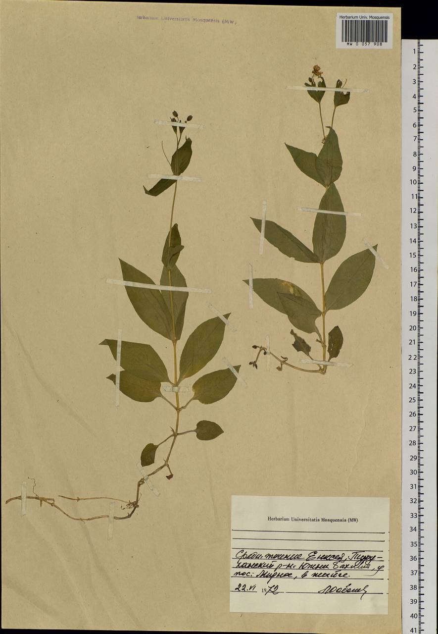 Олений гриб