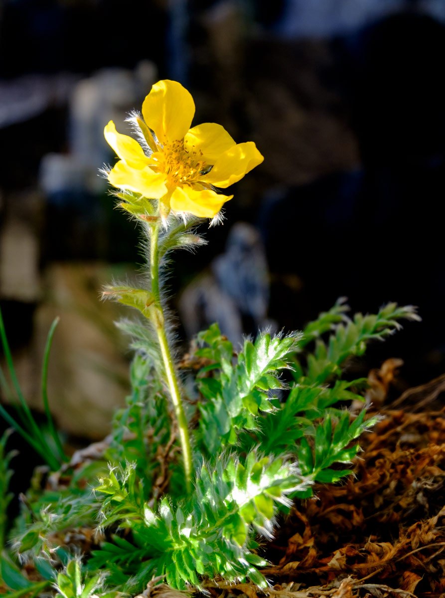 Лютик снежный Арктический