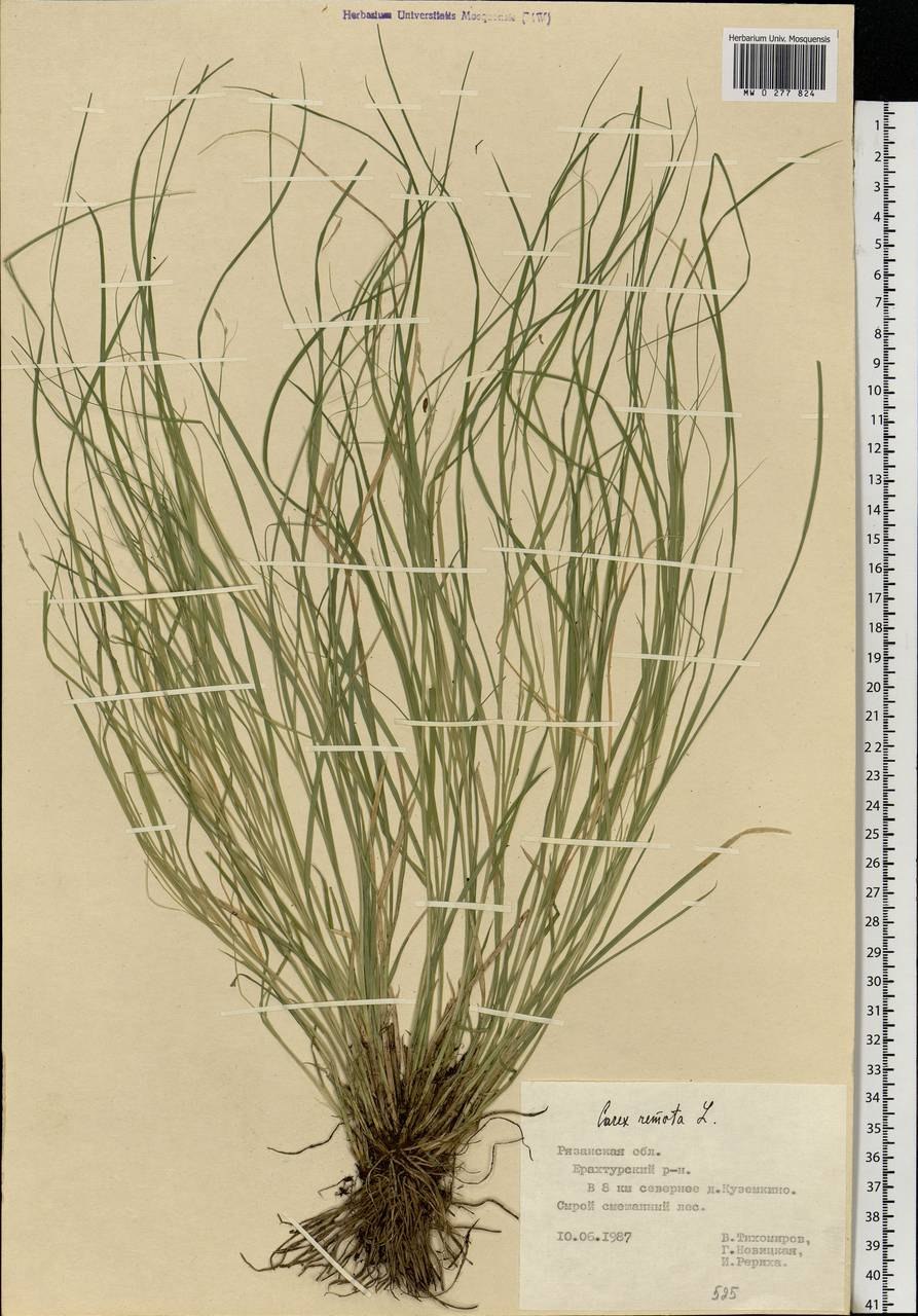 Осока толстостолбиковая