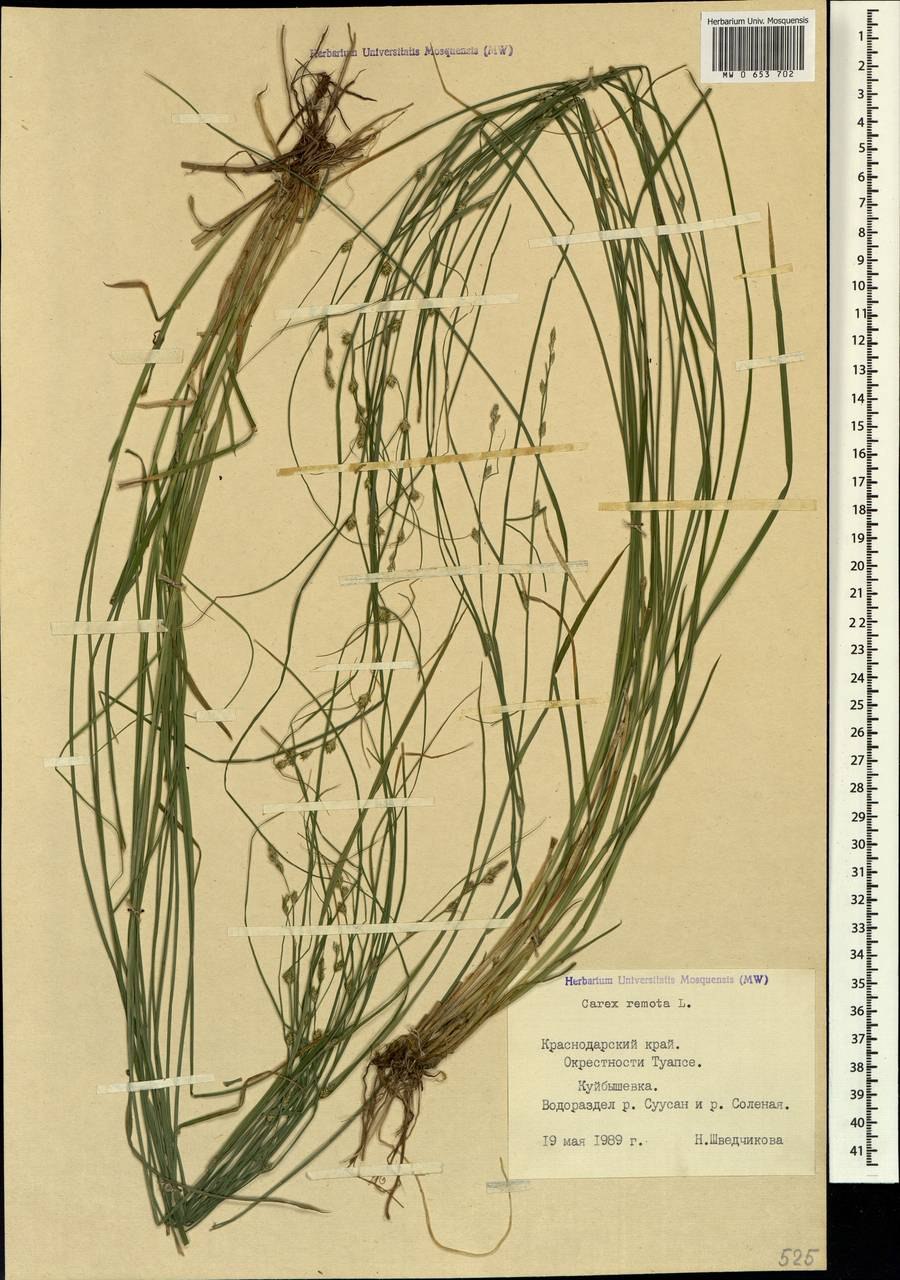 Осока охименская "Evergold" (Эверголд)