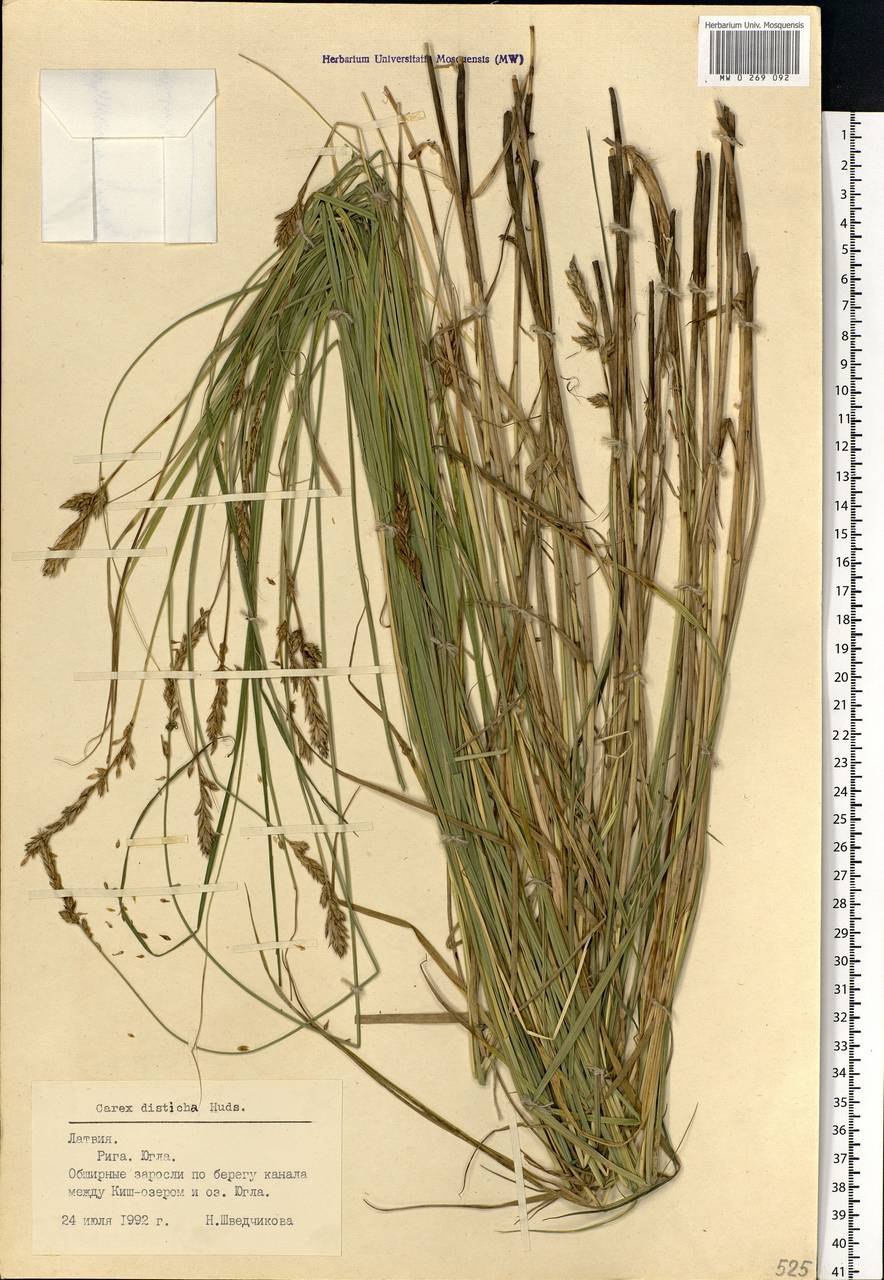 Carex disticha