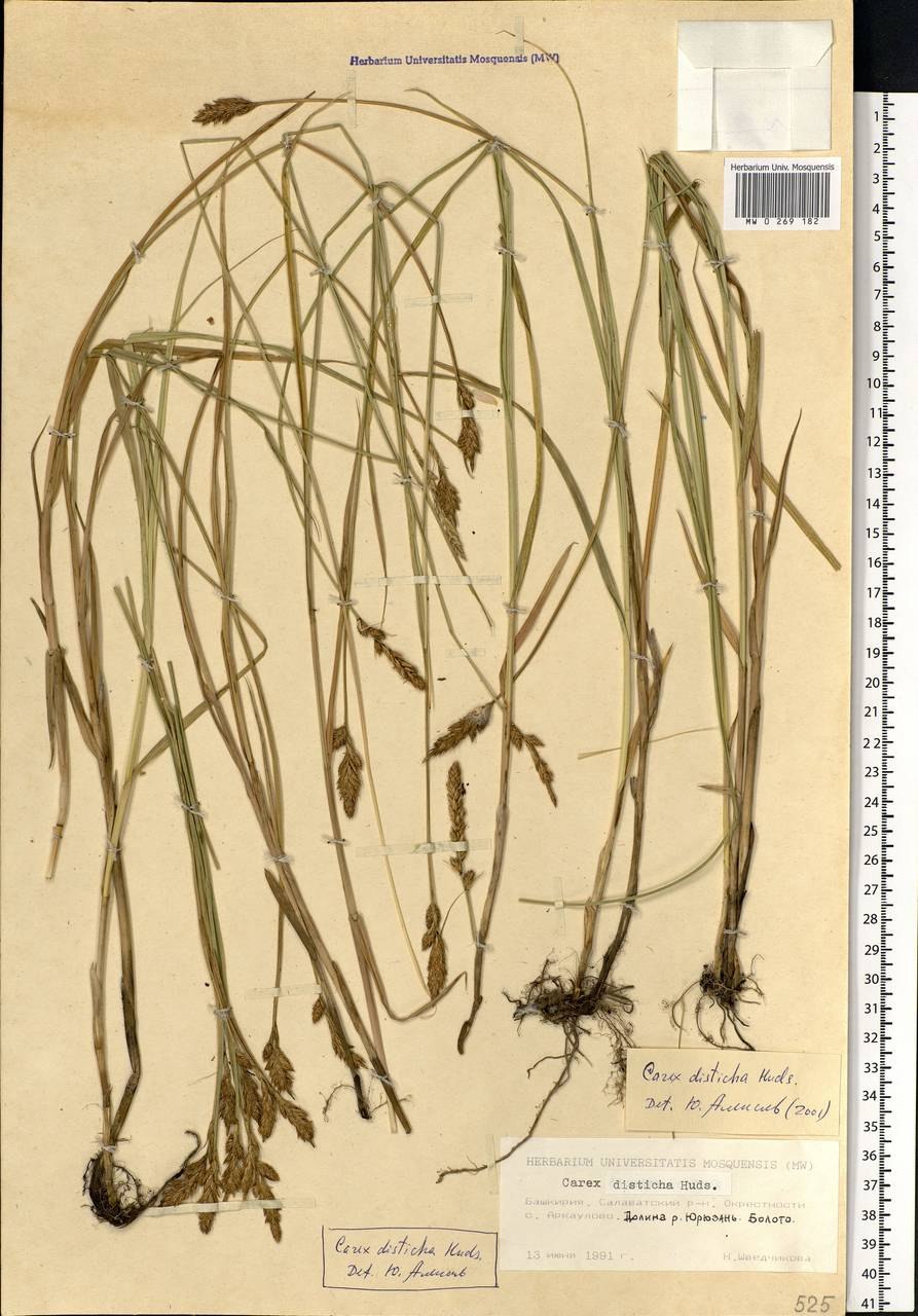 Осока острая гербарий