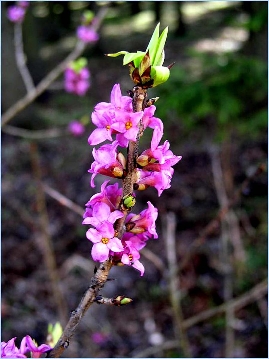 Дафна Волчеягодник