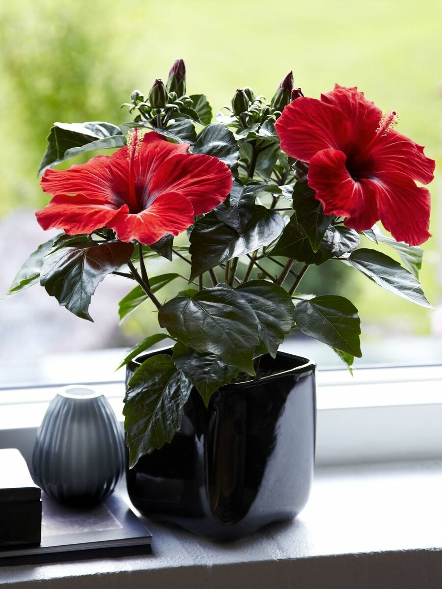 Гибискус Бенджамина