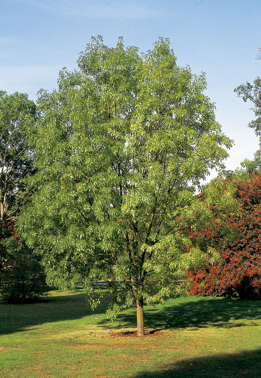 Тополь узколистный