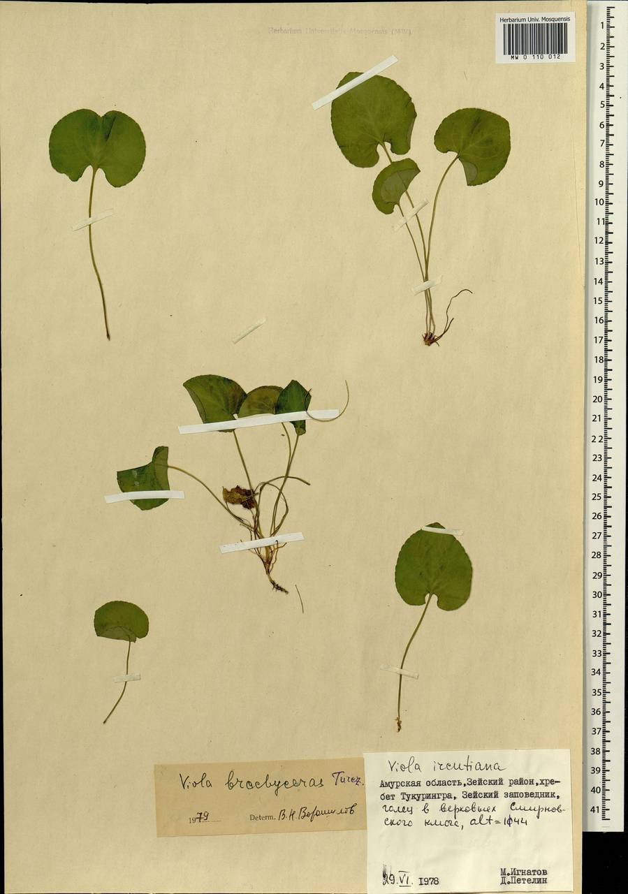 Фиалка крийская