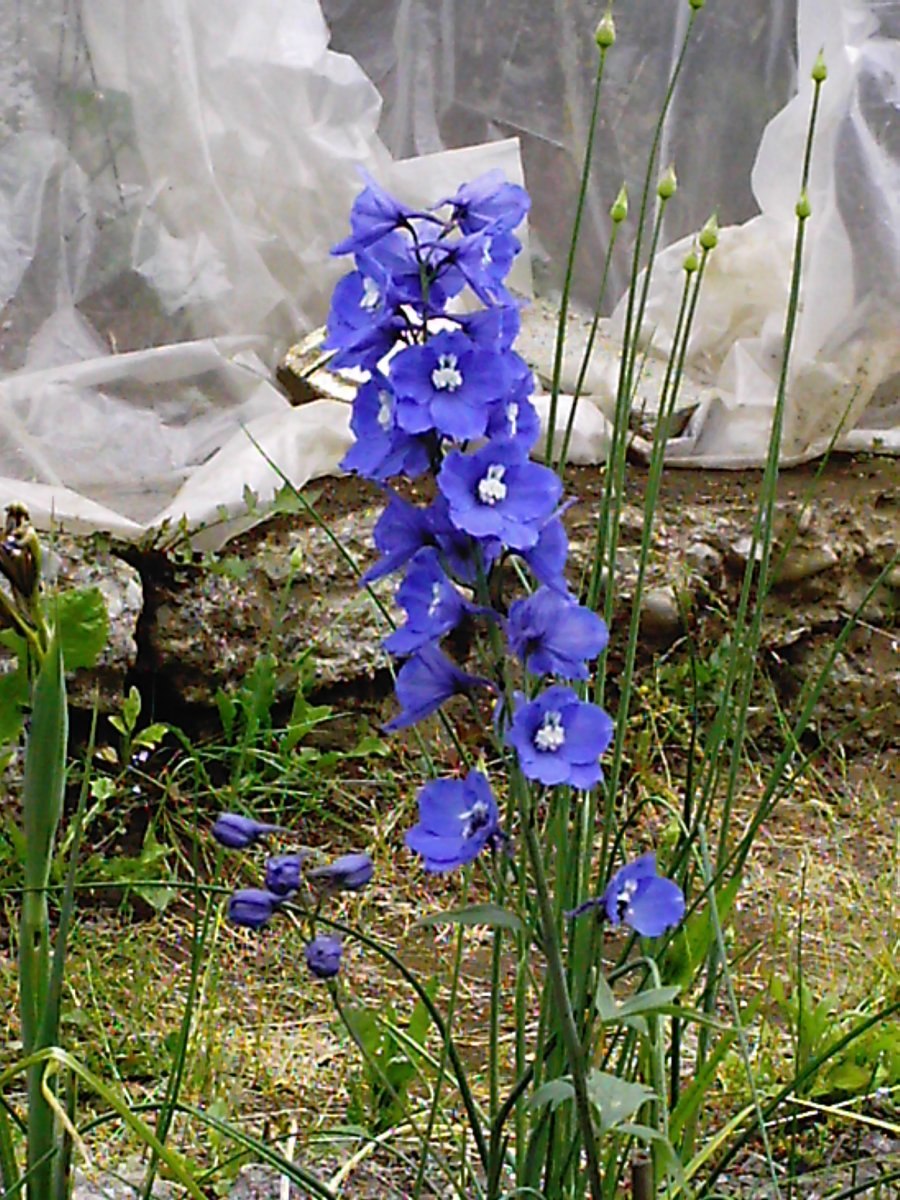 Живокость крупноцветковая