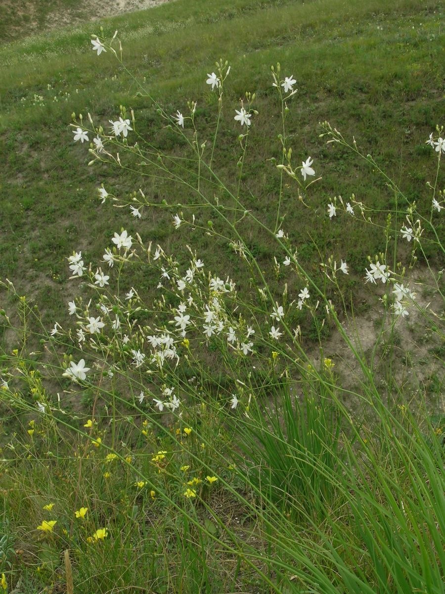 Венечник ветвистый АЙНАТУРАЛИСТ