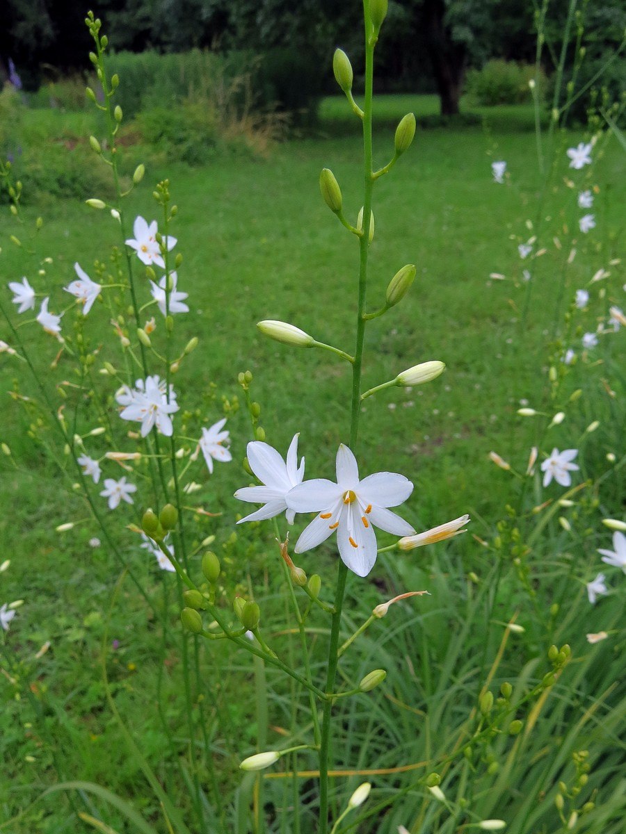 Венечник волнистый