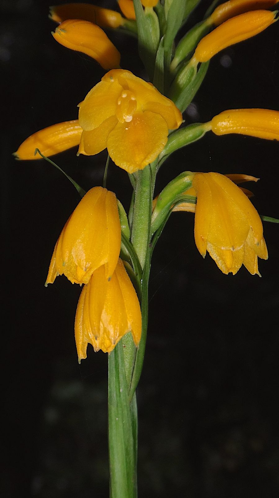 Neuwiedia griffithii