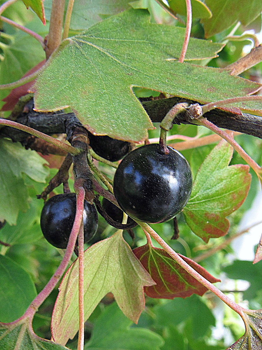 Смородина золотистая Ермак