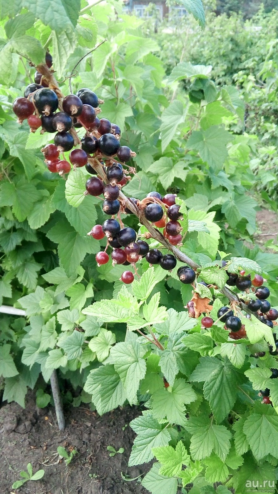 Смородина Биберштейна