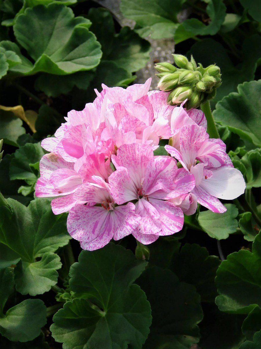 Пеларгония зональная Маверик