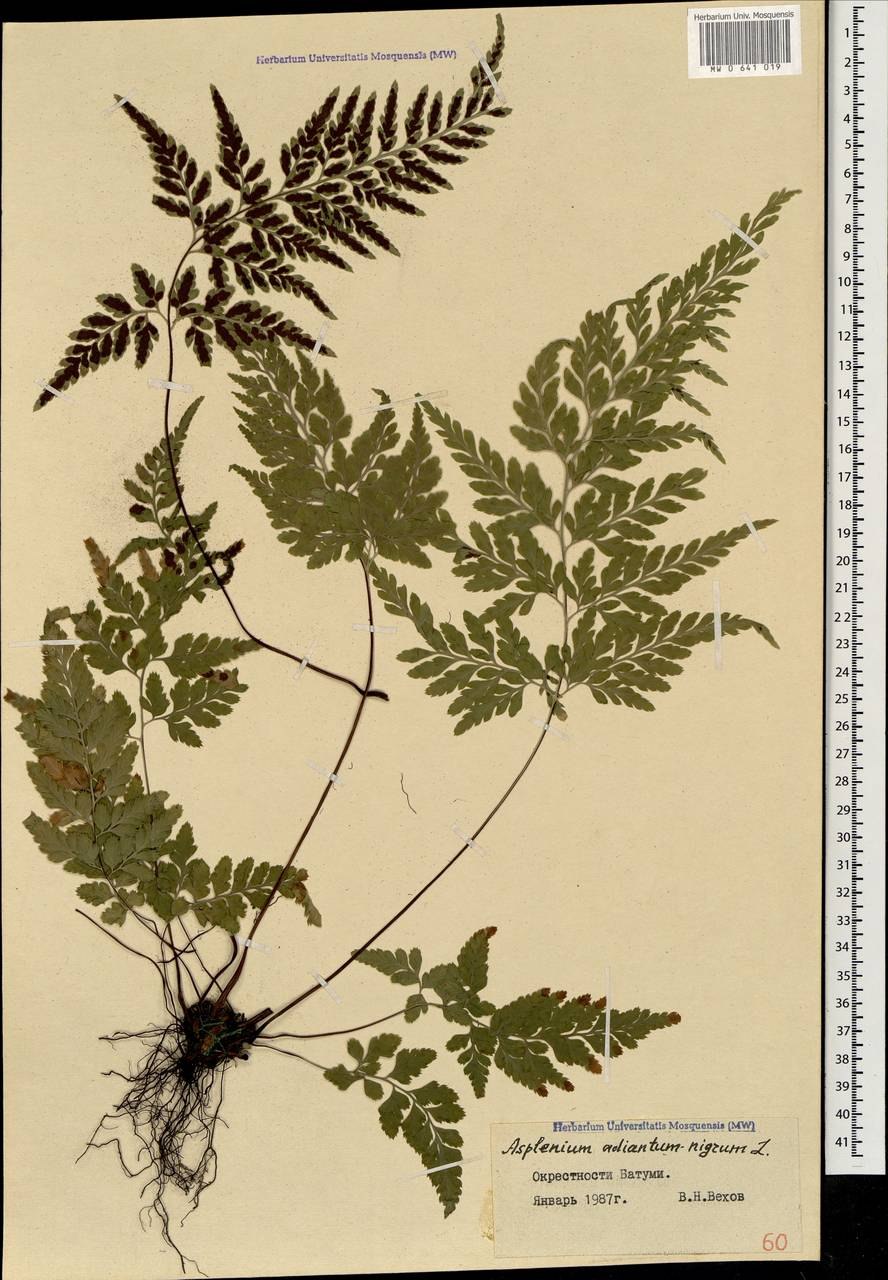 Костенец сколопендрой лечебное свойство