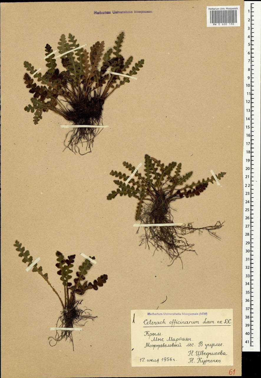 Костенец Чехия