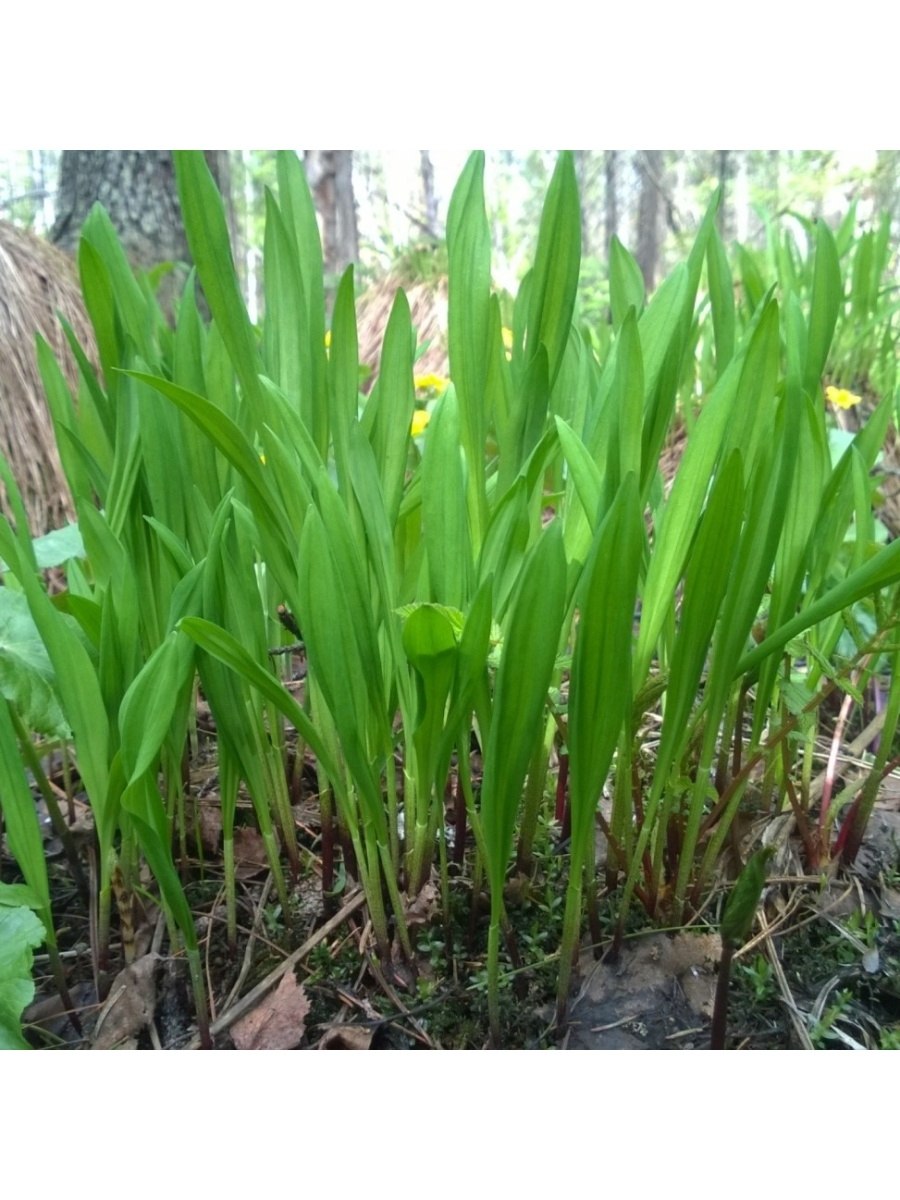 Лук победный Allium victorialis l.