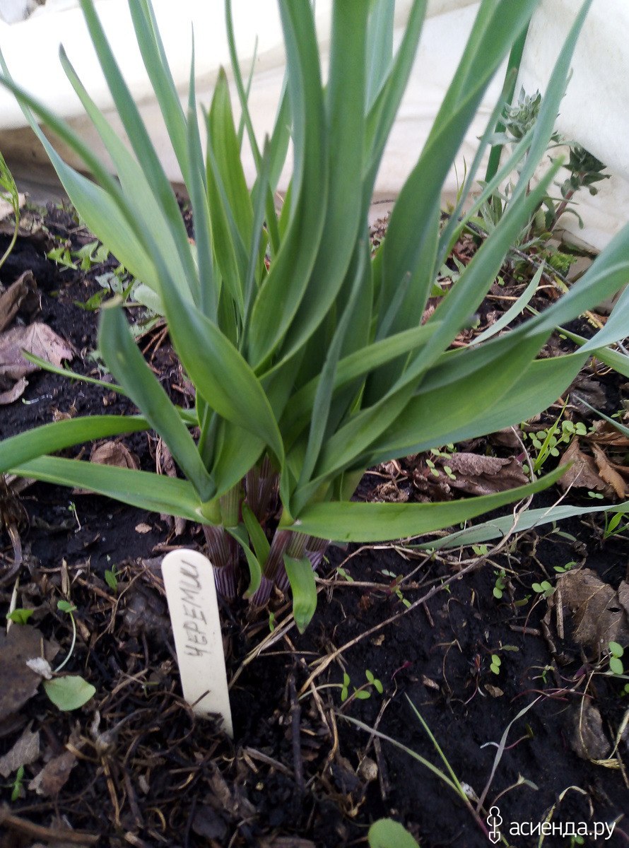 Лук победный