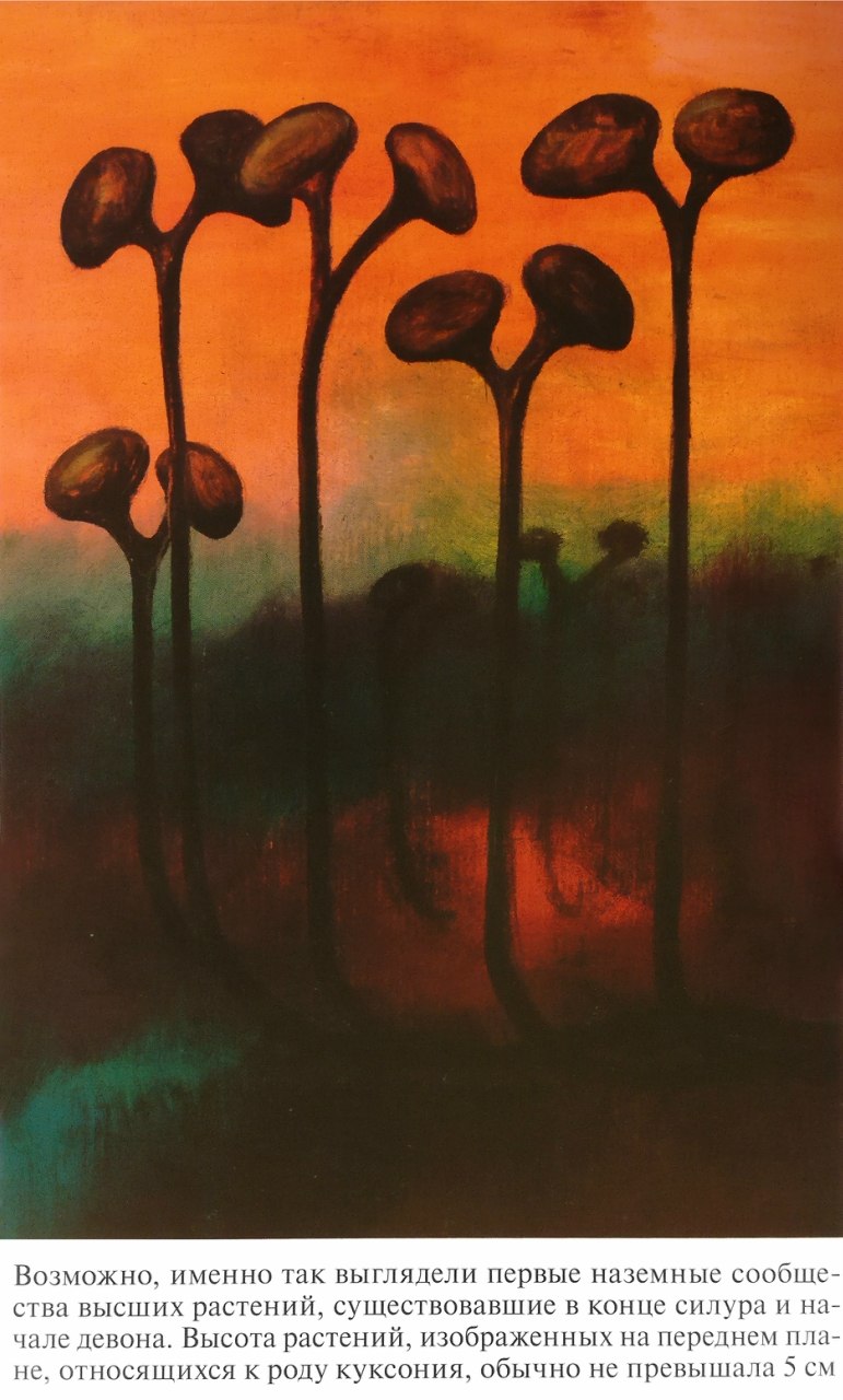 Псилофиты и риниофиты