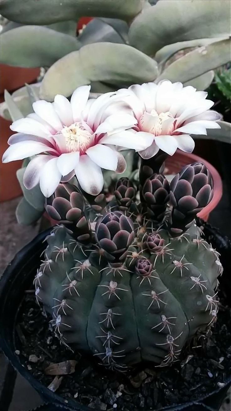 Гимнокалициум Михановича бутоны