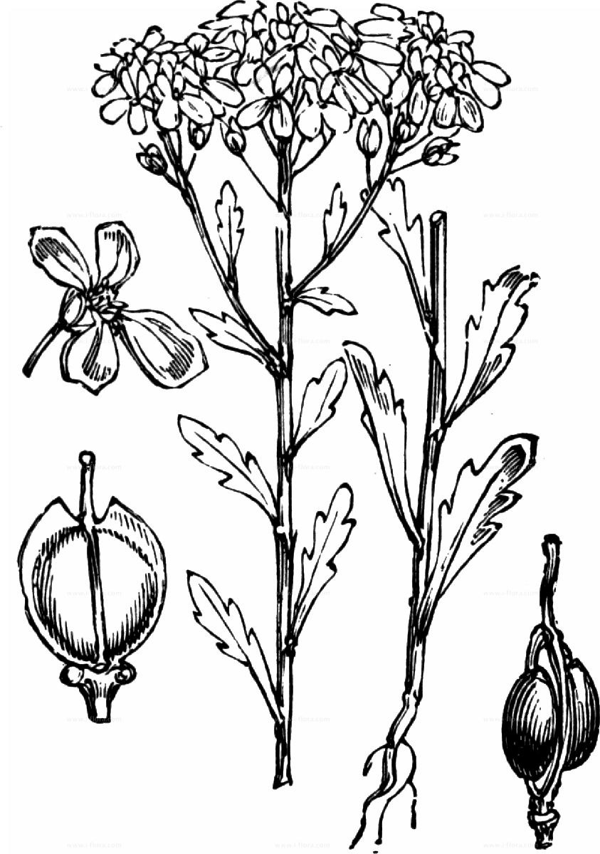 Иберис умбеллата