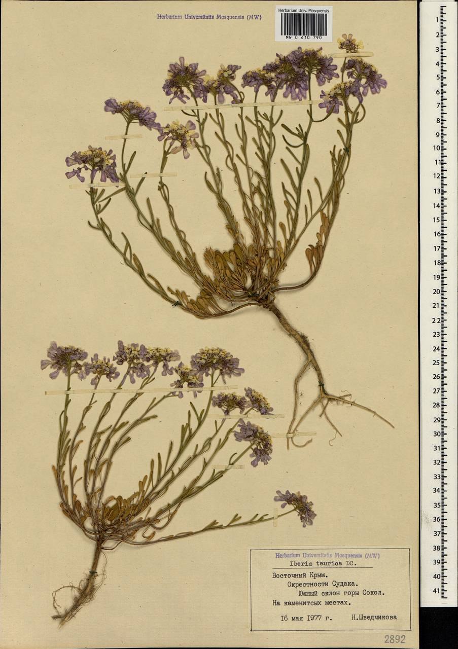 Иберис (Стенник)