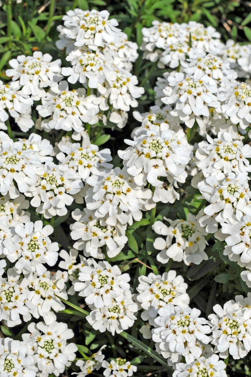 Иберис умбеллата