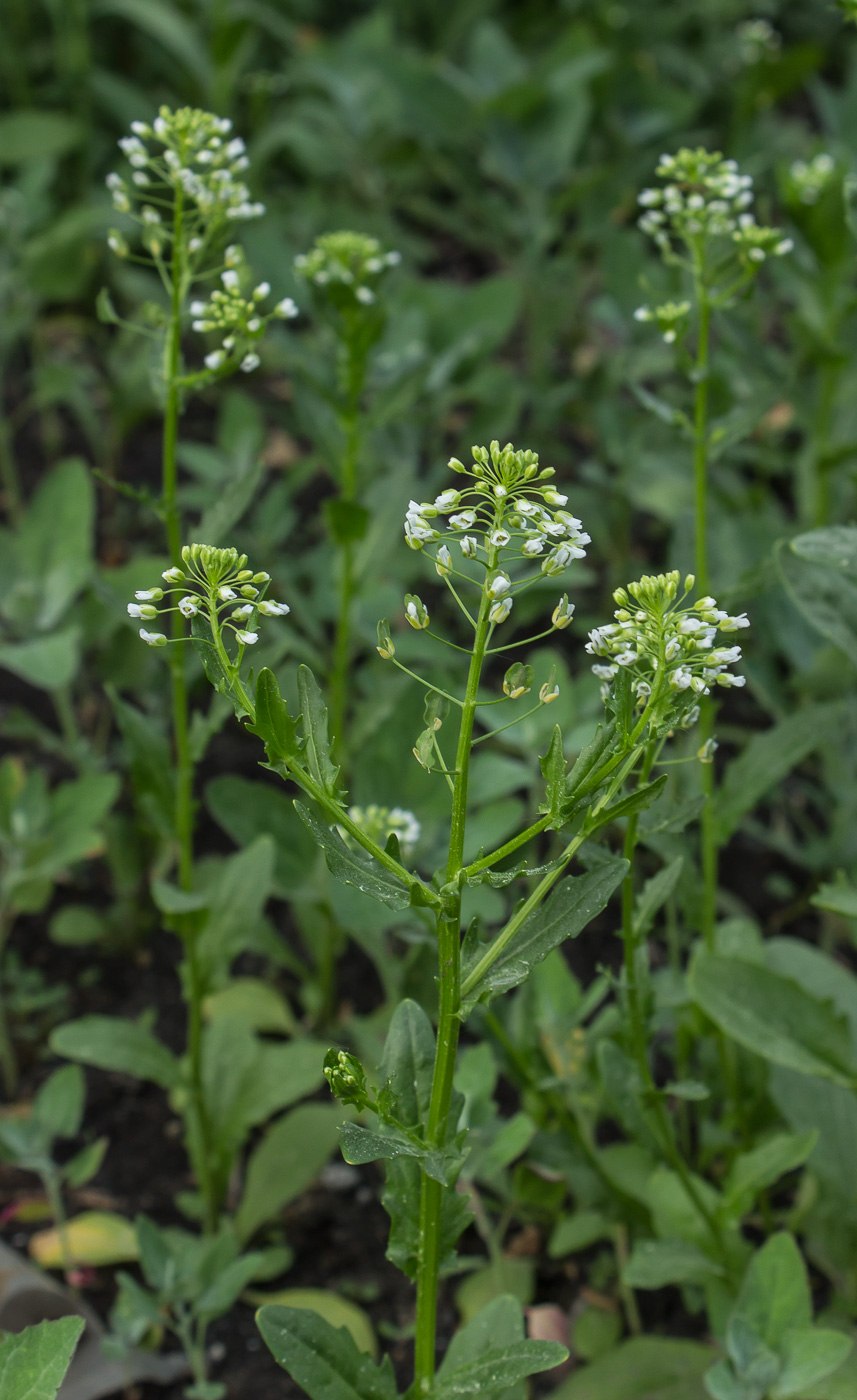 Ярутка ранняя