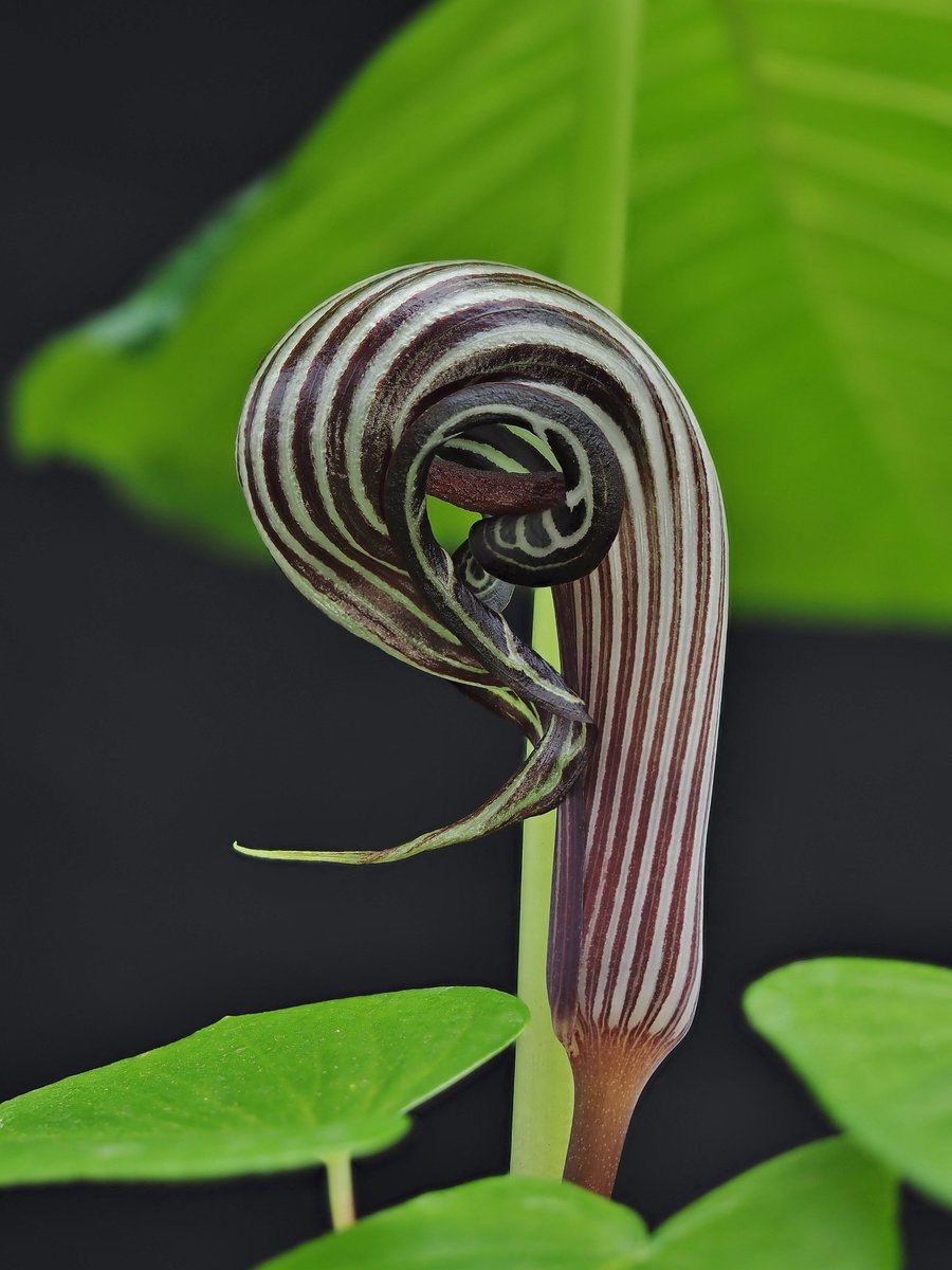 Arisaema japonica картинки на прозрачном фоне