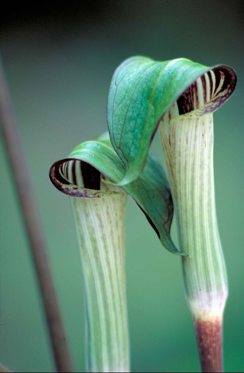 Аризема Arisaema sikokianum