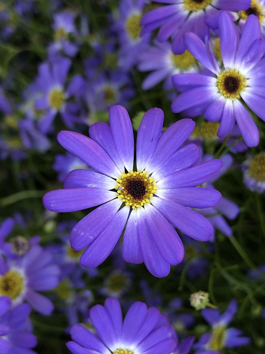 Брахикома иберисолистная