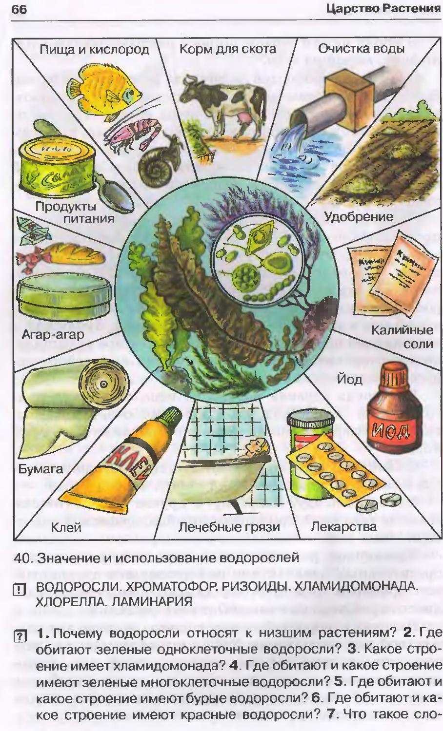 Схема использования водорослей