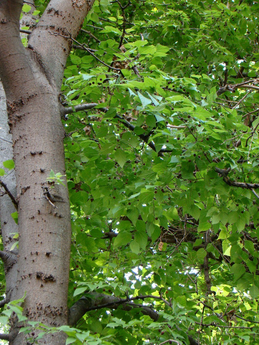Каркас Южный (Celtis Australis)