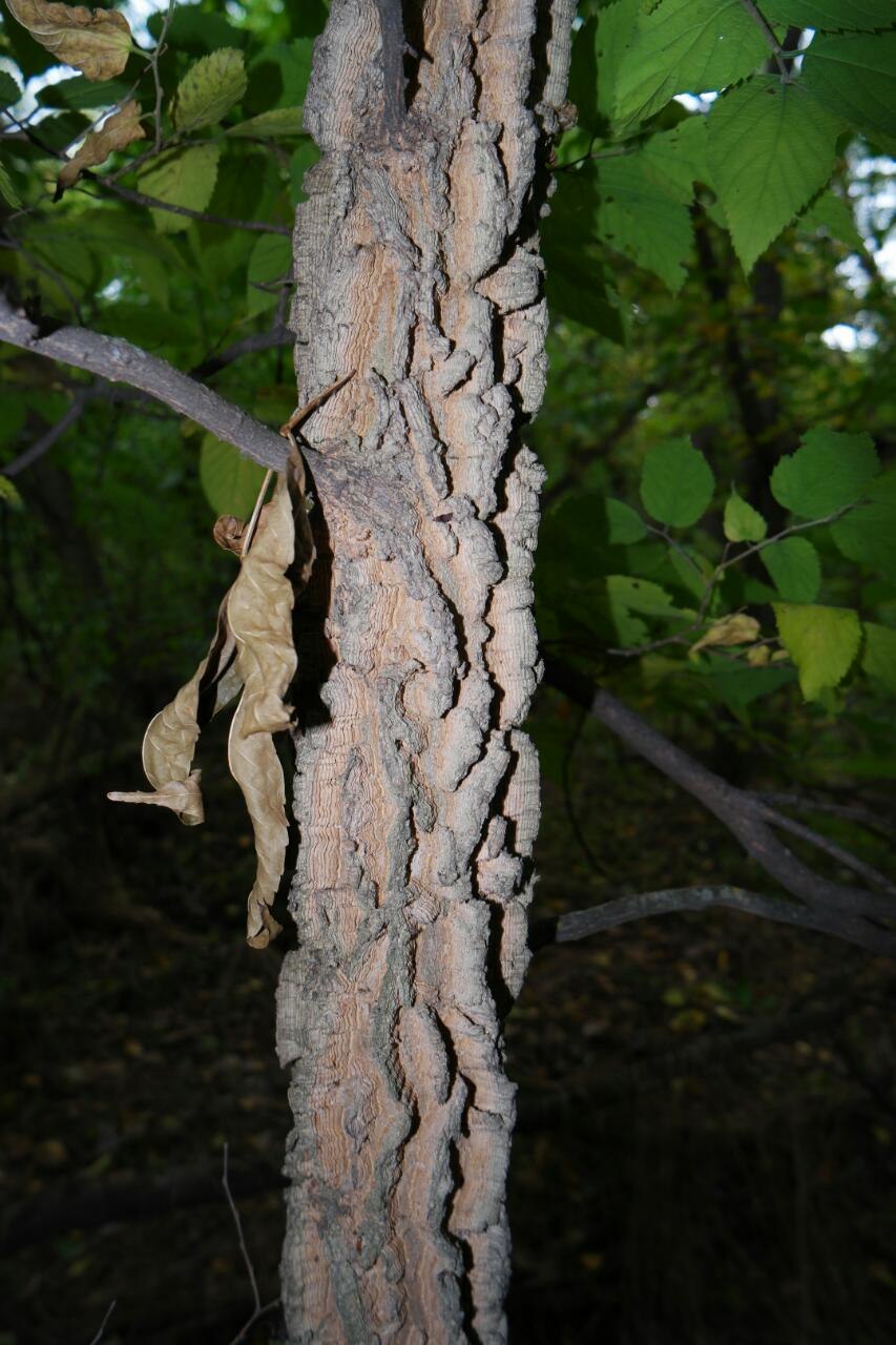 Каркас Бунге (Celtis bungeana)