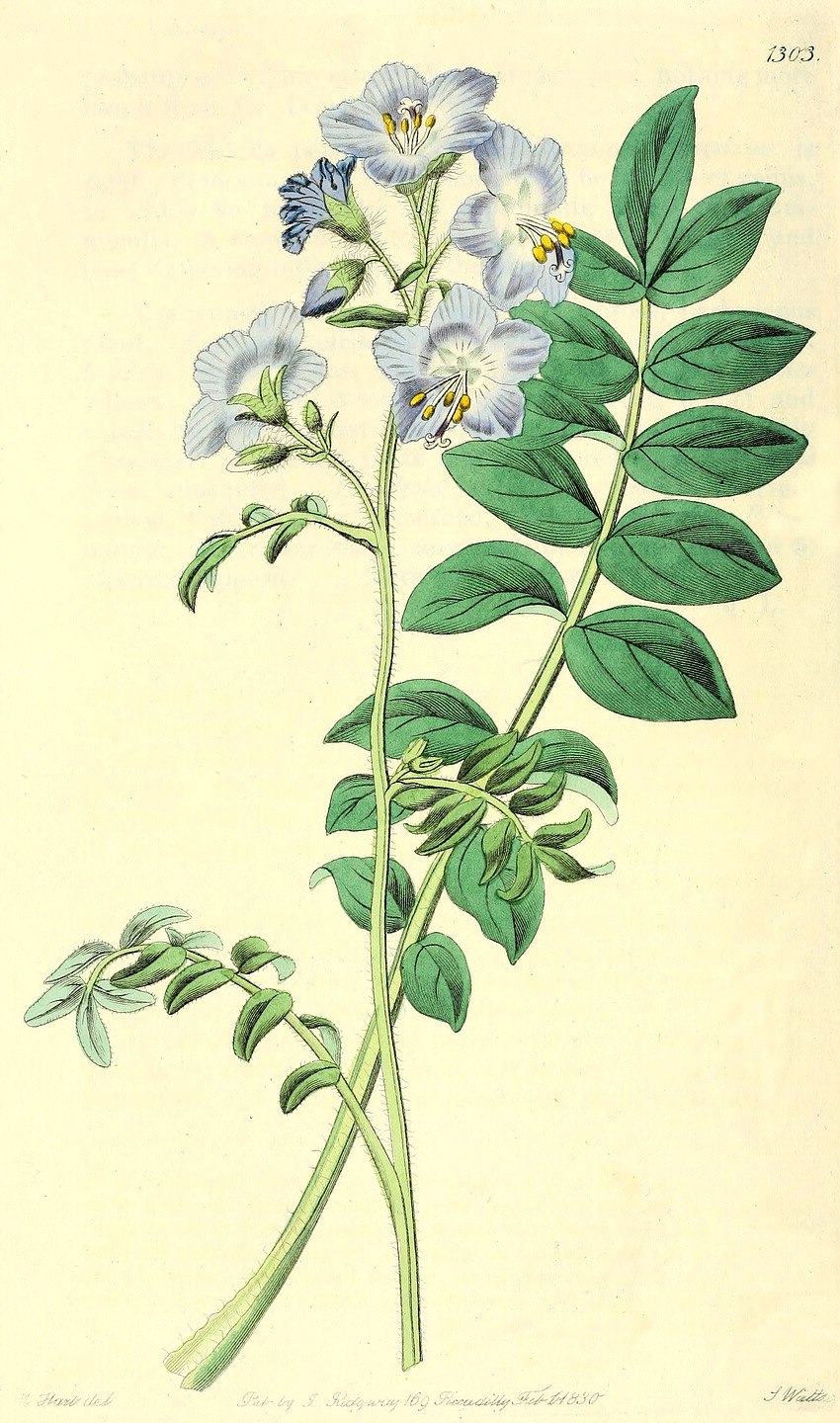 Синюха синяя полемониум