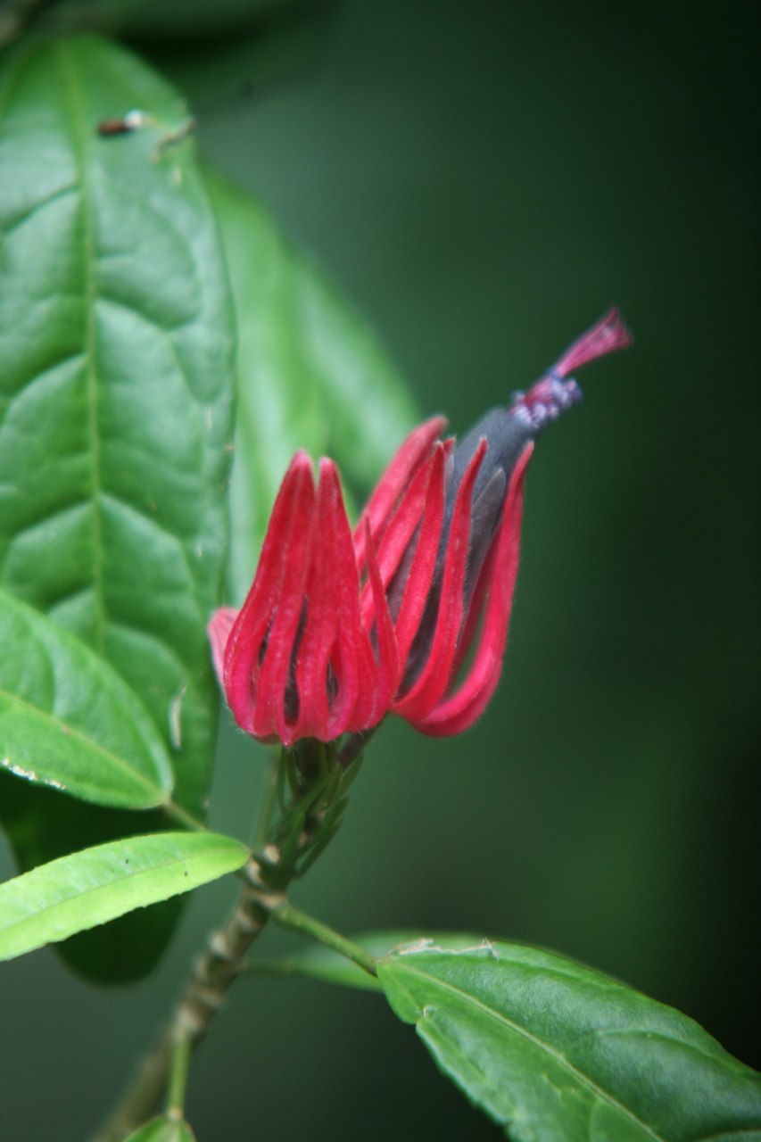 Pavonia multiflora