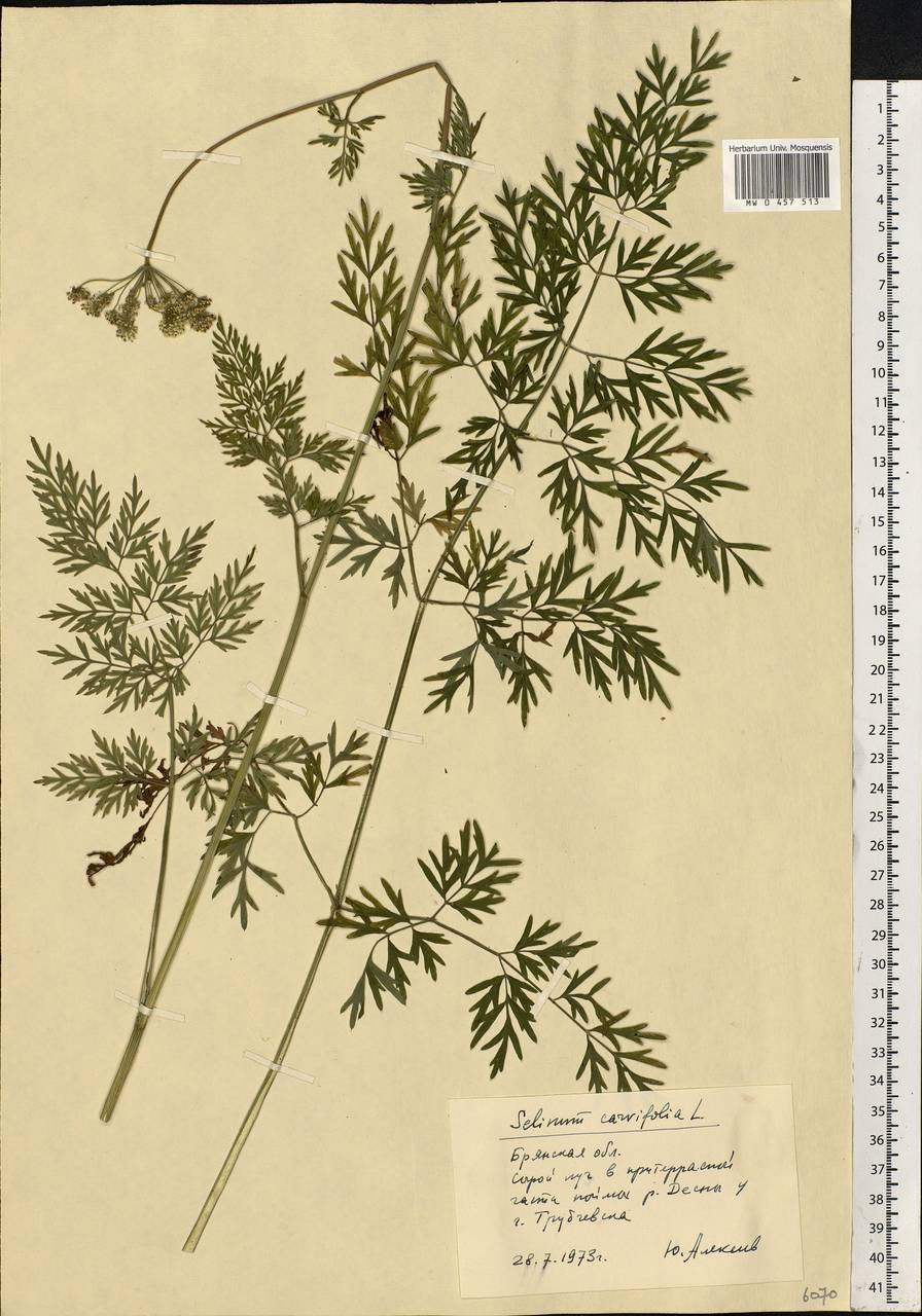 Selinum wallichianum