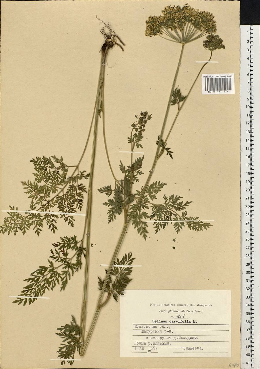 Прангос трёхраздельный