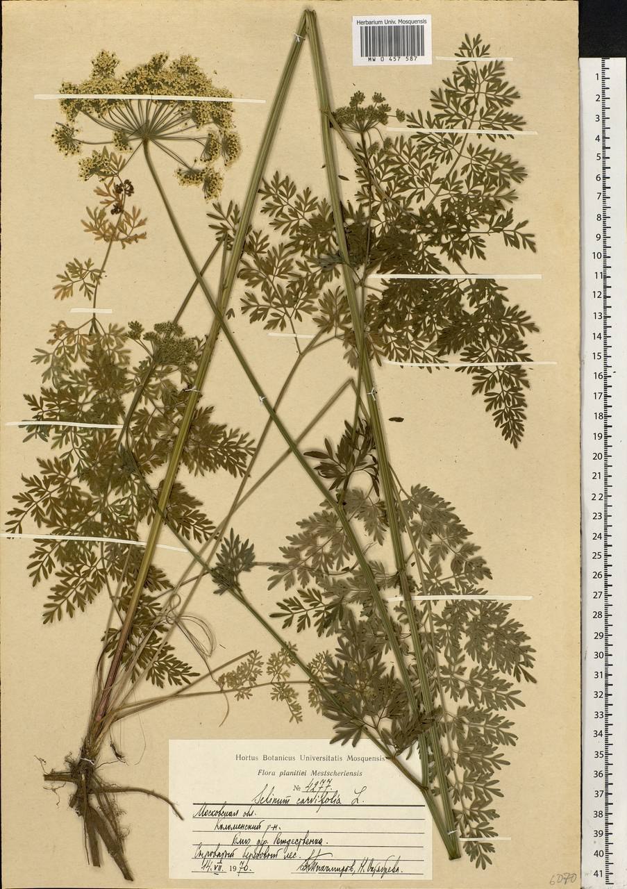 Selinum wallichianum Гирча Валлиха