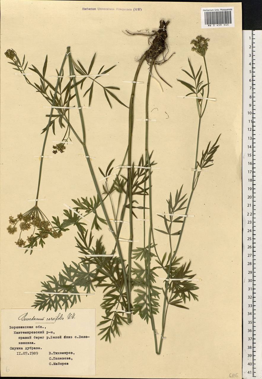 Гирча тминолистная