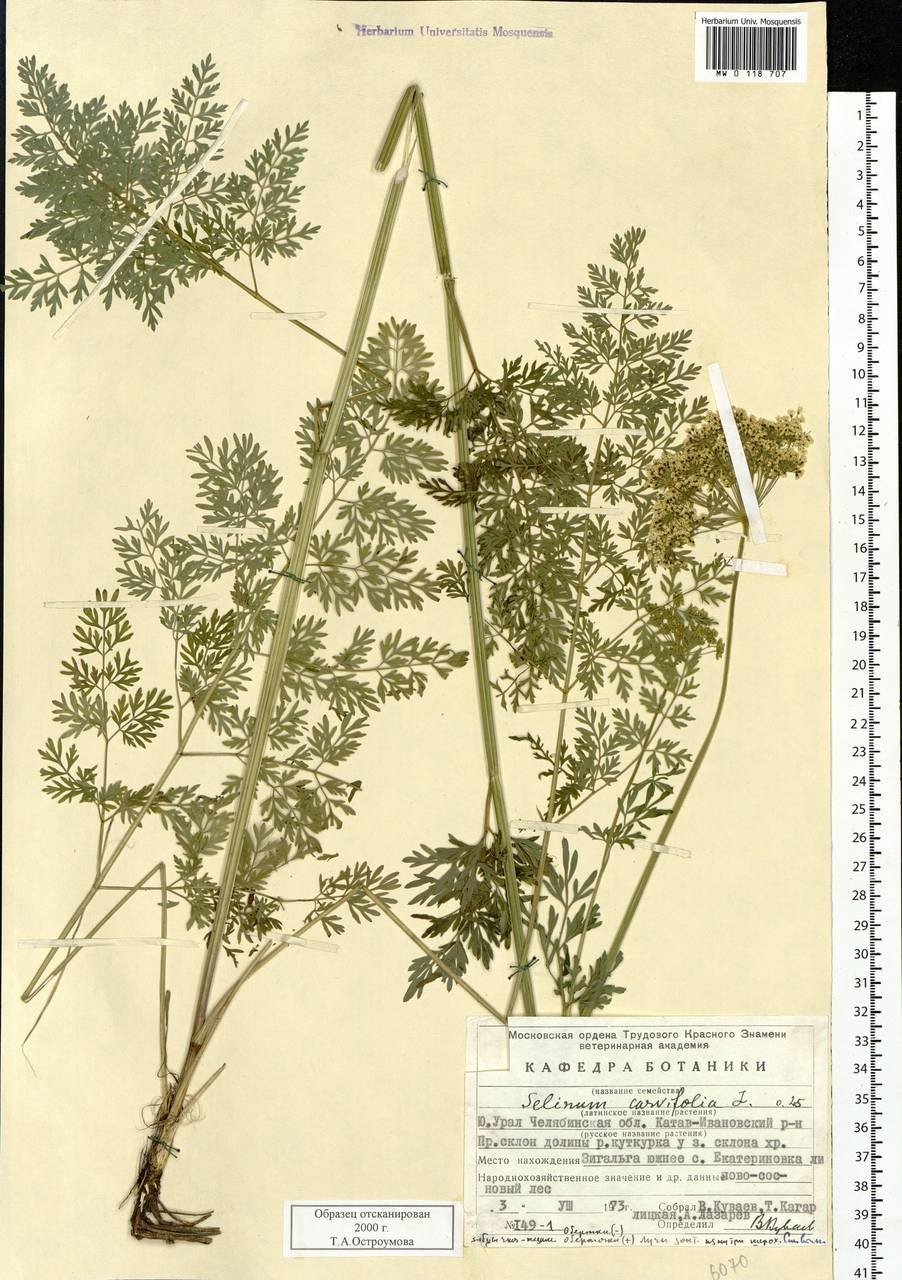 Аистник Стевена