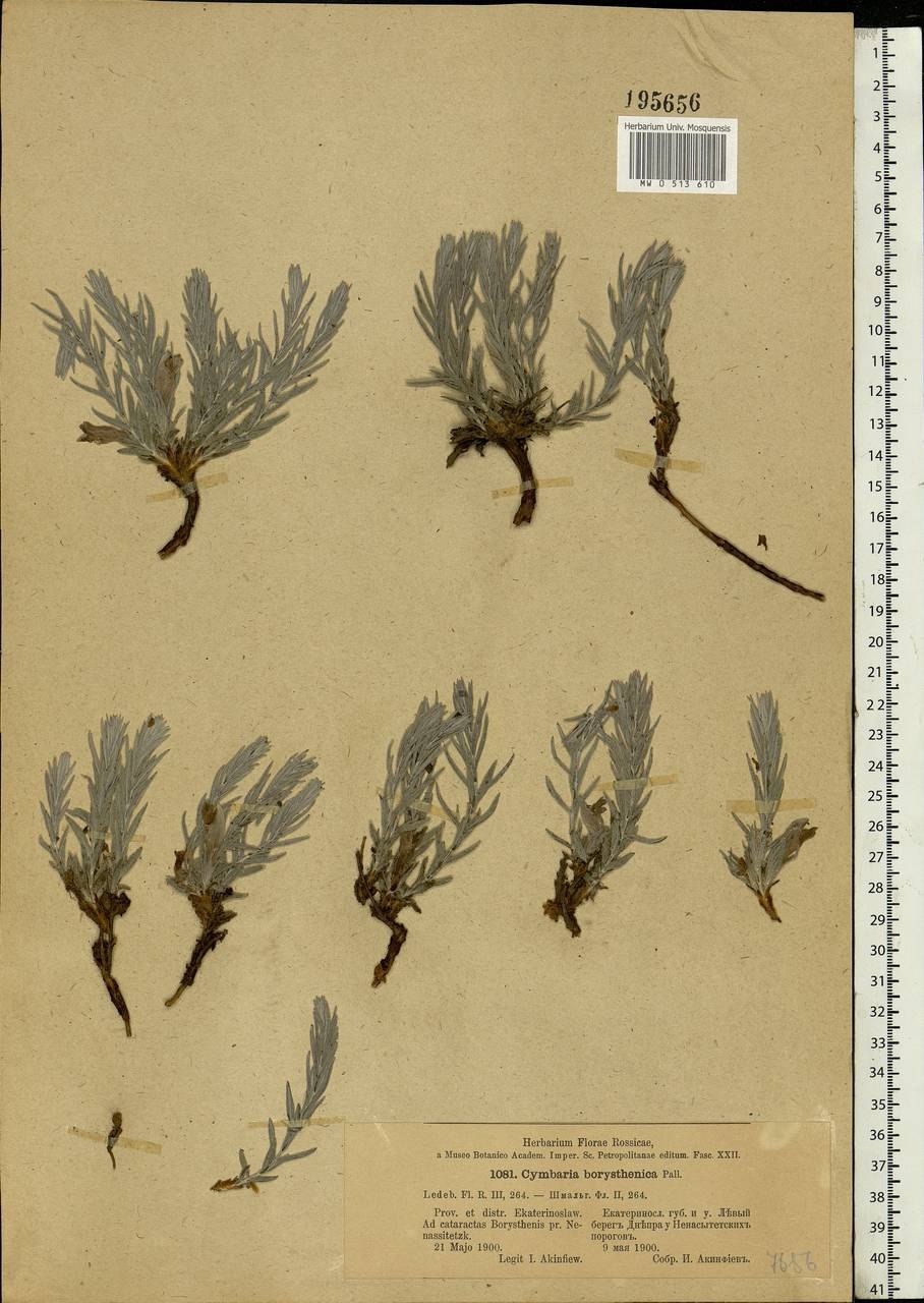 Цимбария Днепровская